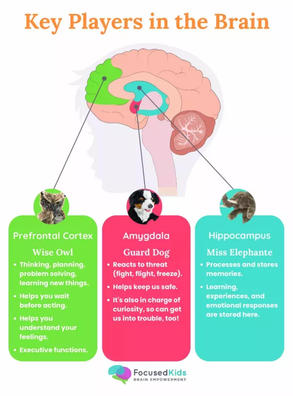 Three key players in the brain diagram